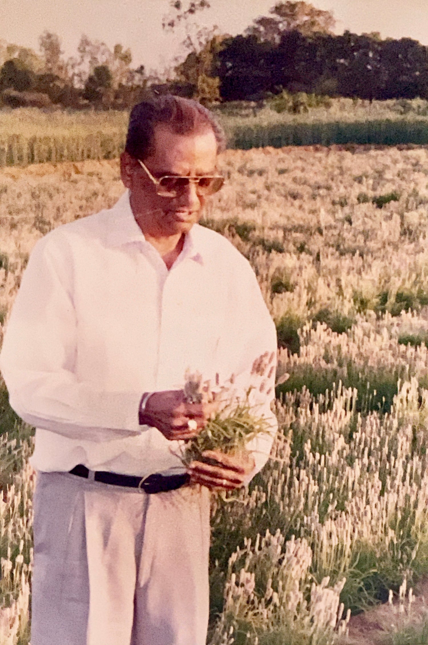Psyllium Crop Survey by Kamal Sud Year 1990 KAMAL AND SONS PSYLLIUM HUSK MANUFACTURERS AND EXPORTERS