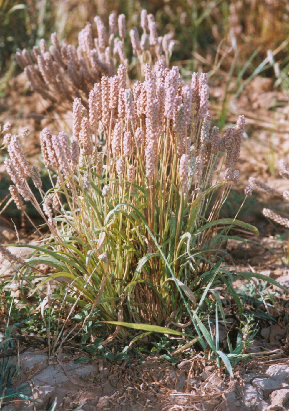 PSYLLIUM PLANT DEER BRAND SAT ISABGOL. PSYLLIUM NATURE'S WONDER FIBRE