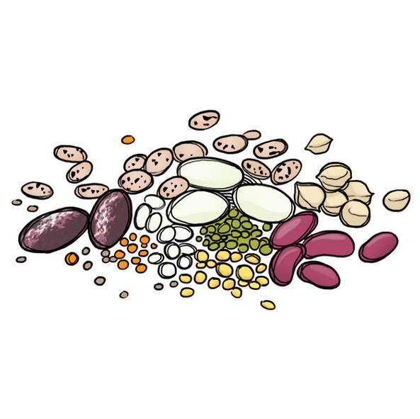 FIBRE 101 What is Fibre? Why Do you Need Fibre in your Diet? Benefits of a Fibre Rich Diet. Richest source of Fibre. Best Type of Fibre. Psyllium Husk Fibre. Types of Fibre. Sources of Fibre BEANS AND LEGUMES